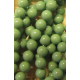 Perle Swarovski 5810 6 mm Jade Pearl - 10 Pz